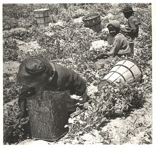 Near Duck, NC, ca. 1939. From the Farrell Photo Collection, PhC.9, North Carolina State Archives, call #:  PhC9_2_85_36, Raleigh, NC.